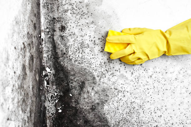 Best Crawl Space Mold Remediation  in Waldo, FL