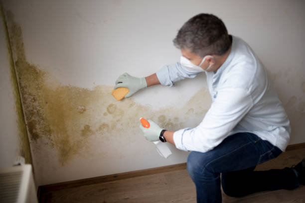 Best Asbestos and Lead Testing During Mold Inspection  in Waldo, FL