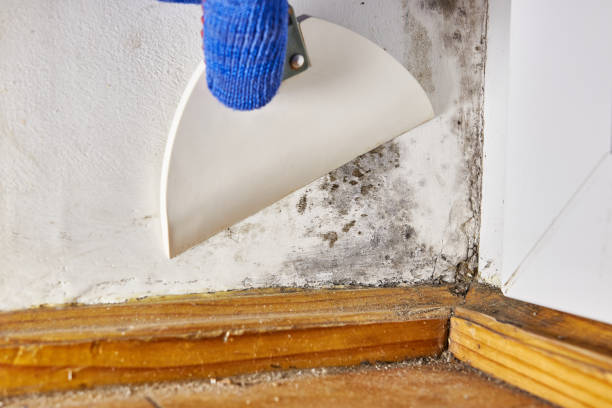 Best Post-Construction Mold Inspection  in Waldo, FL