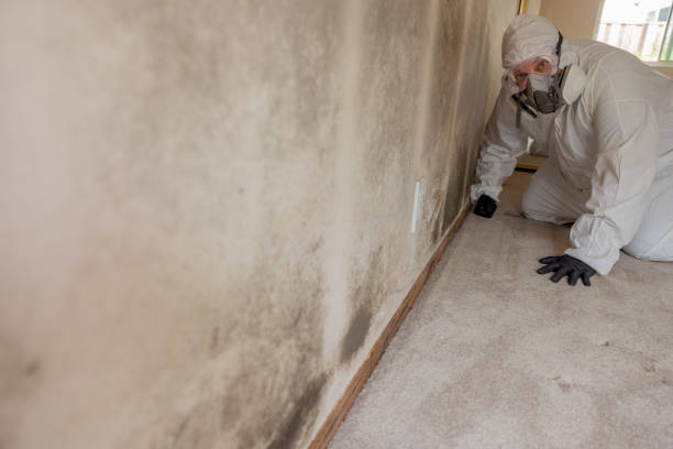 Best Mold-Related Health Consultation  in Waldo, FL